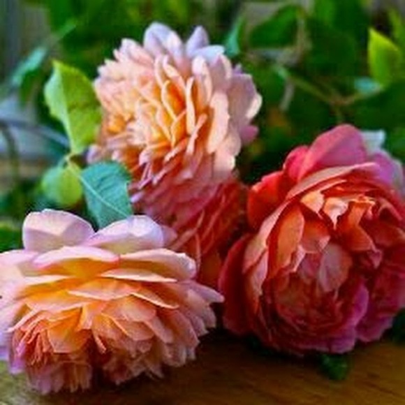 Meet your Posher, Melissa - Picture 1 of 1